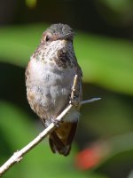 Hummer6.jpg