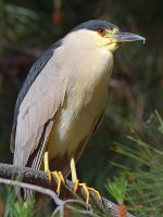 BlackHeron8.jpg