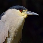 BlackHeron9.jpg