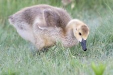 Goslings-123.jpg