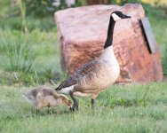 Goslings-124.jpg