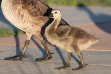 Goslings-121.jpg