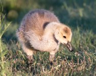 Goslings-122.jpg