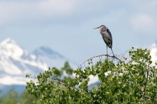 Heron Perched-100.jpg