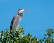 Heron Perched-102.jpg