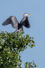 Heron Perched-103.jpg