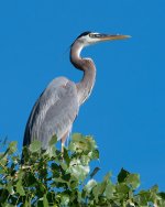 Heron Perched-101.jpg