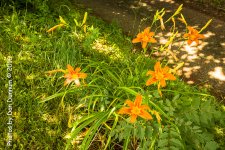 Day Lilly-8864.jpg
