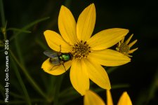 Mom's Flowers-8876.jpg
