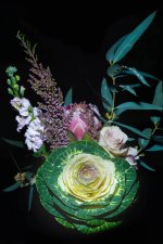 Cabbage rose 100_7356- copy.jpg