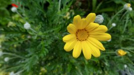 flower S6.jpg