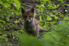DSC_2966.jpg