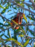 NorthernCardinal.jpg