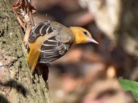 Oriole.jpg