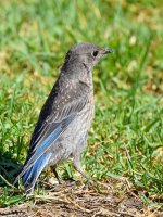 Bluebird.jpg