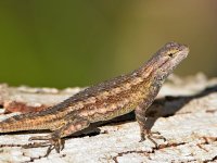 Lizard2.jpg