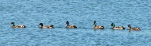 DSCN9609.jpg