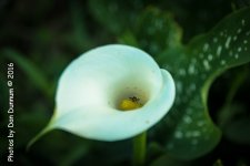 Flowers-8896.jpg