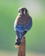 ROY_0454.JPG