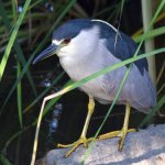 BlackHeron.jpg