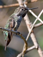 Hummer3.jpg
