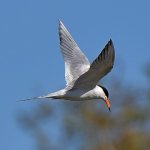 Tern3.jpg