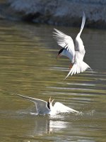 Tern6.jpg