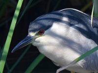 BlackHeron3.jpg