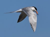 Tern4.jpg