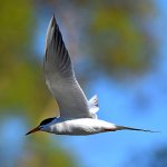 Tern2.jpg