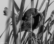 DSC_2035.jpg