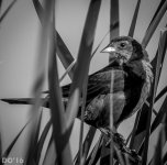 DSC_2036.jpg