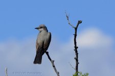 5-19-16-cr__D7K3521.jpg