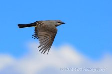 5-19-16-cr__D7K3525.jpg