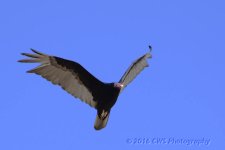 5-20-16-cr__D7K3574.jpg