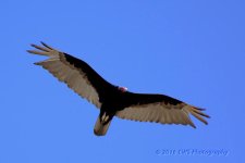 5-20-16-cr__D7K3575.jpg