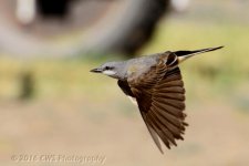 5-23-16-cr_D7K3596.jpg