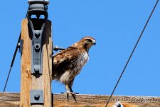 5-27-16-cr_D7K3600.jpg
