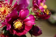 5-28-16-cr__D7K3610.jpg