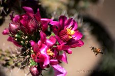 5-28-16-cr__D7K3621.jpg