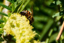 5-31-16-cr_D7K3649.jpg