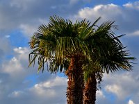 Palms2.jpg