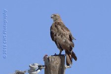 6-4-16-cr__D7K3661.jpg