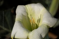 6-5-16-cr_D7K3665.jpg
