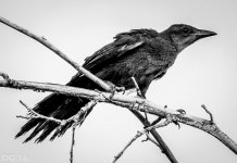 DSC_2435.jpg
