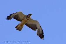 6-6-16-cr__D7K3676.jpg