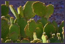 Prickly Pear Cactus  6-15-2016.jpg