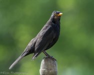 DSC_3035.jpg