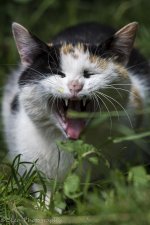 DSC_2993.jpg