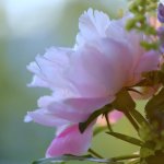 DSC_4199 - copie.jpg